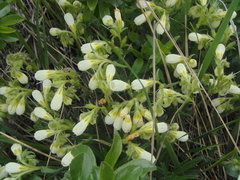 Onosma simplicissima