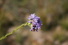 Pseudoselago verbenacea