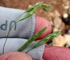Bromus marginatus