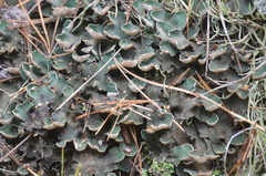 Peltigera malacea