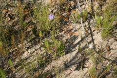 Pseudoselago verbenacea