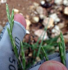 Bromus marginatus