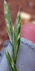 Bromus marginatus