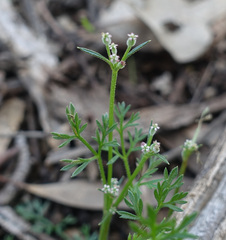Daucus glochidiatus