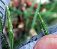 Bromus marginatus