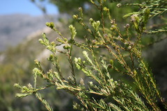 Phylica excelsa