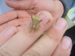 Carpocoris fuscispinus