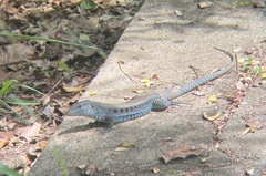 Pholidoscelis exsul