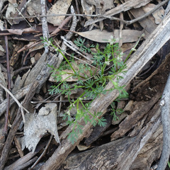Daucus glochidiatus