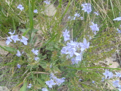 Veronica prostrata