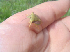 Carpocoris fuscispinus