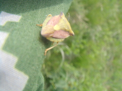 Carpocoris fuscispinus