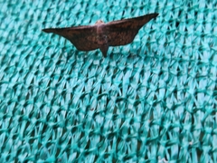 Thyrididae