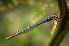 Austrolestes annulosus