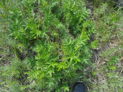 Filipendula stepposa