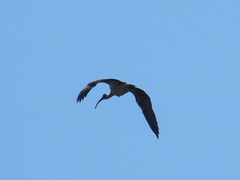 Threskiornis spinicollis