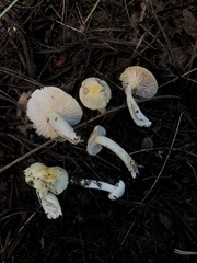 Hygrophorus chrysodon