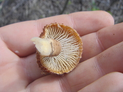 Heliocybe