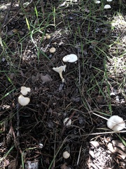 Clitocybaceae