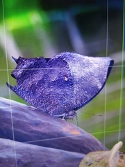 Memphis moruus