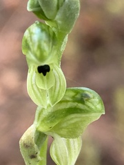 Pterostylis cycnocephala
