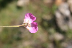 Podalyria biflora