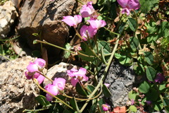 Podalyria biflora