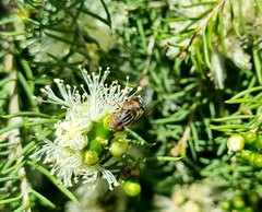 Eristalinus punctulatus