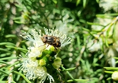 Eristalinus punctulatus