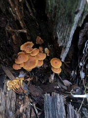 Xeromphalina enigmatica
