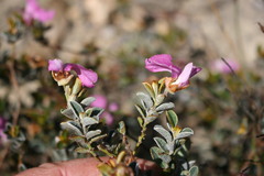 Podalyria sericea