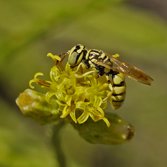 Philanthus multimaculatus
