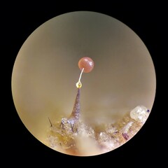 Clastoderma debaryanum