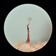 Clastoderma debaryanum