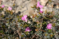 Podalyria sericea