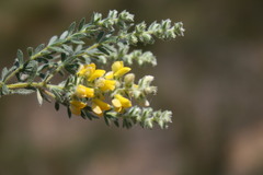 Polhillia obsoleta