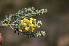 Polhillia obsoleta