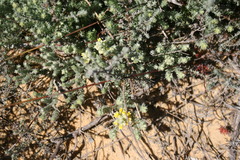 Polhillia obsoleta