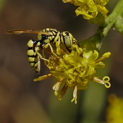 Philanthus multimaculatus