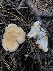 Leucopaxillus gentianeus