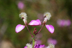 Polygala bracteolata