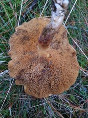 Suillus bovinus