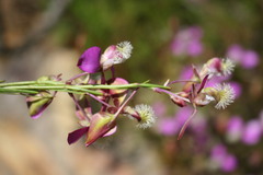 Polygala bracteolata