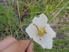 Anemonoides sylvestris