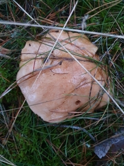 Suillus bovinus