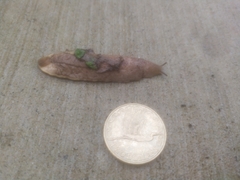 Testacella haliotidea