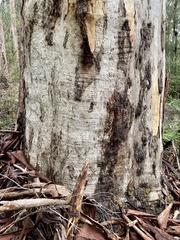 Eucalyptus diversicolor