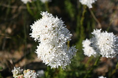 Pseudoselago verbenacea