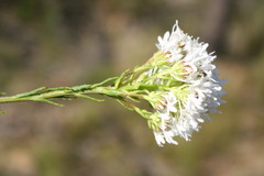 Pseudoselago verbenacea