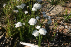 Pseudoselago verbenacea